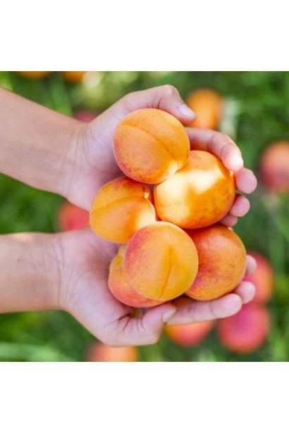 Зрілі плоди абрикоса ‘Первайс’ 